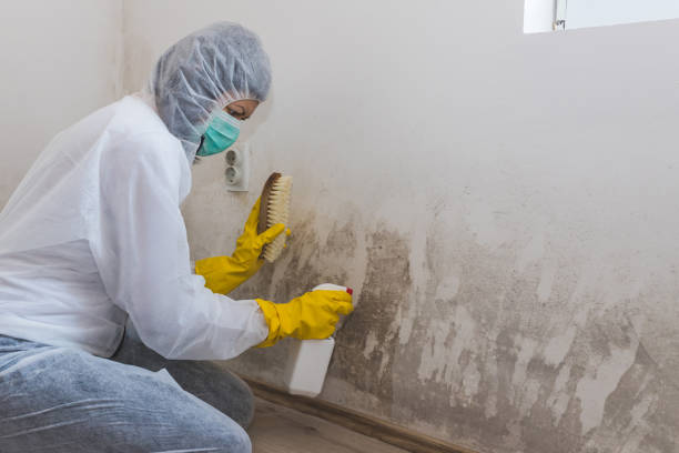 Best Attic Mold Removal  in Paintsville, KY