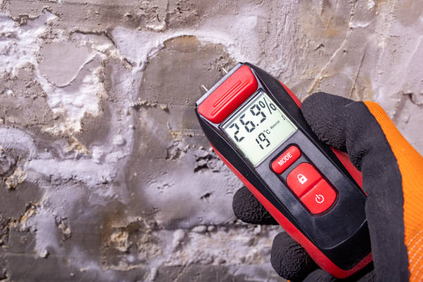 Best Mold Damage Repair  in Paintsville, KY