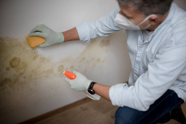 Best Residential Mold Removal  in Paintsville, KY