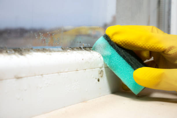 Home Mold Removal in Paintsville, KY