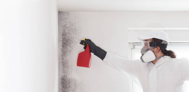 Best Commercial Mold Removal  in Paintsville, KY