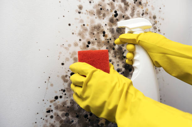 Best Certified Mold Removal  in Paintsville, KY