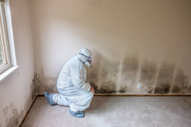 Certified Mold Removal in Paintsville, KY
