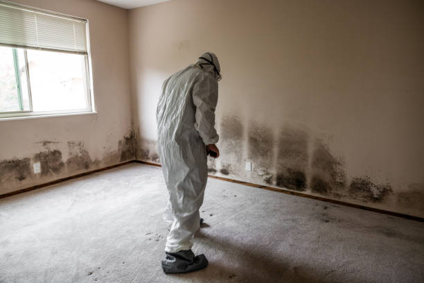 Best Mold Removal Company Near Me  in Paintsville, KY