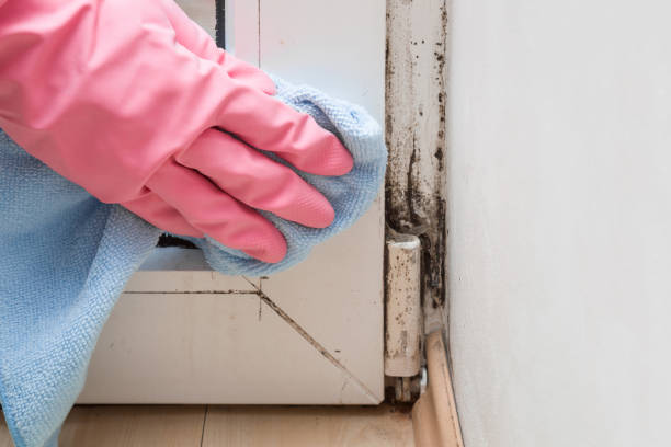 Best Crawl Space Mold Removal  in Paintsville, KY