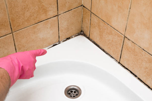 Mold Removal Process in Paintsville, KY
